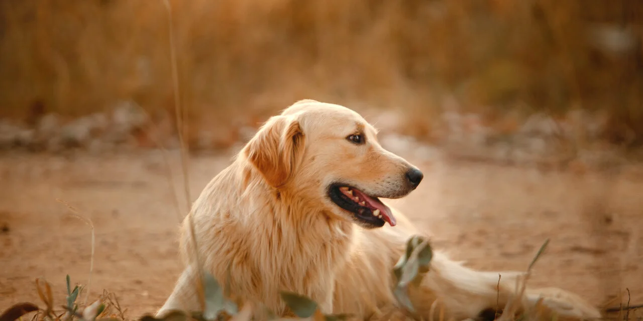 Comprendre les signaux d&rsquo;apaisement chez le chien