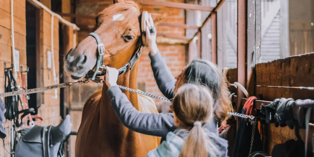 Toile Équine : L&rsquo;Art Sublime du Pansage pour un Cheval Éclatant