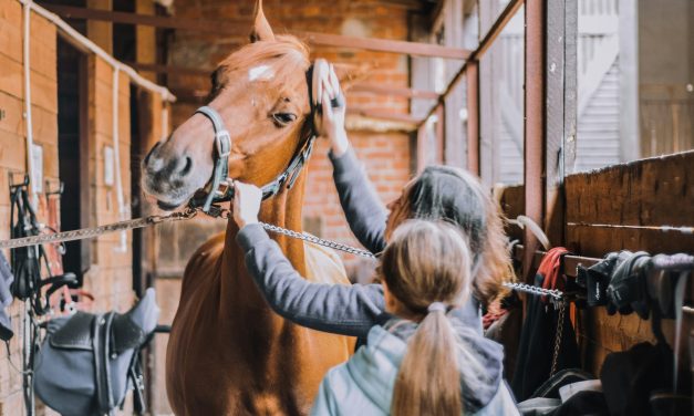 Toile Équine : L&rsquo;Art Sublime du Pansage pour un Cheval Éclatant