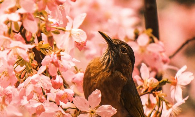 Irène Grosjean : Lumière sur une Vie Saine au Coeur de la Nature